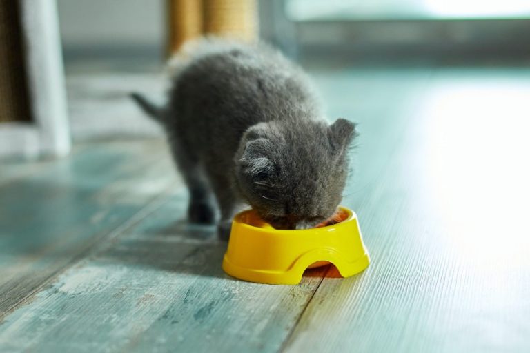 Quelle quantité de croquettes un chaton d'un an doit-il manger ?